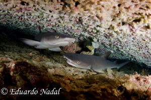 white tips by Eduardo Nadal 